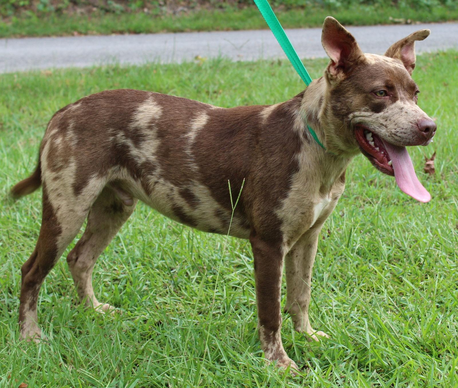 Enlarge Prince 43933, a Adoptable Catahoula Leopard Dog in Prattville, AL image 3/3
