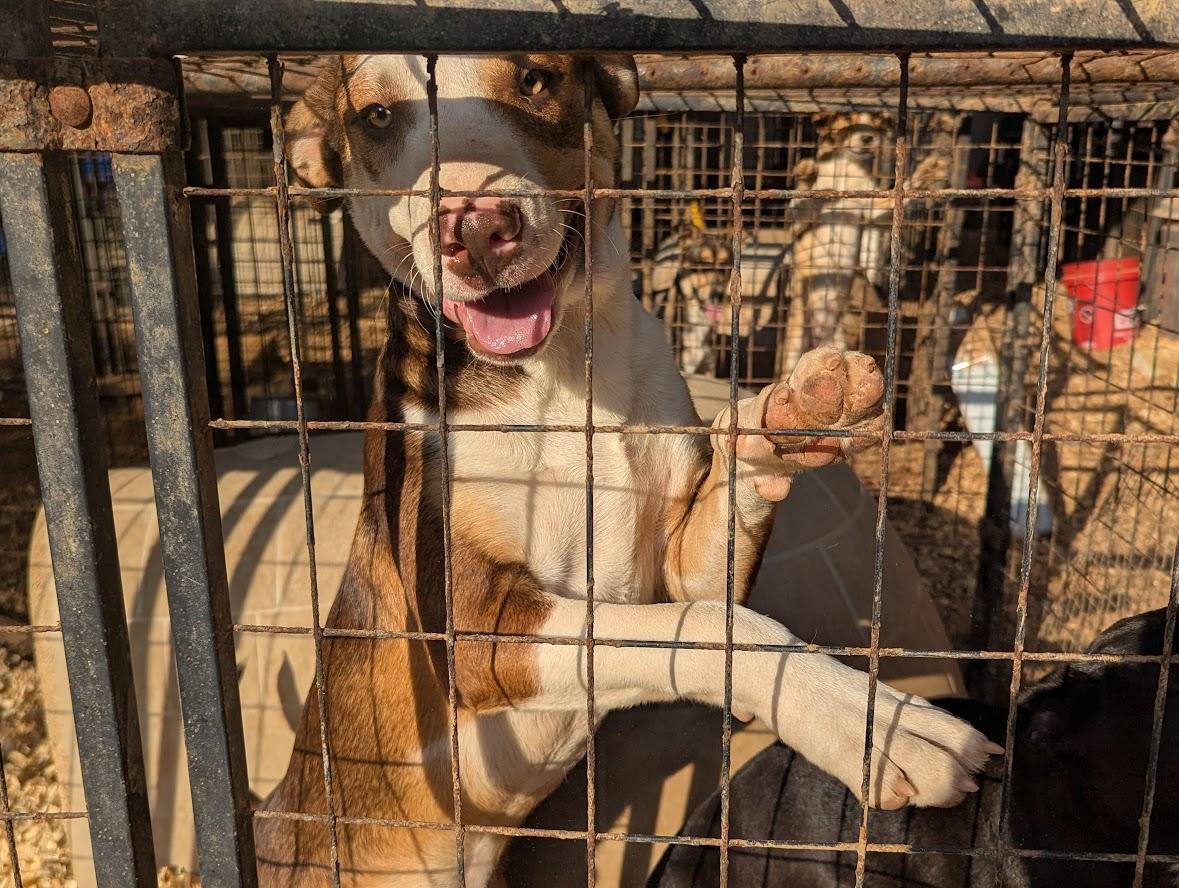 DUSTY — thumbnail 3