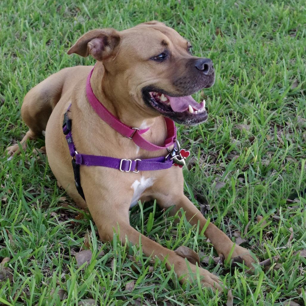 Scooby, Adoptable, Senior Male Boxer.