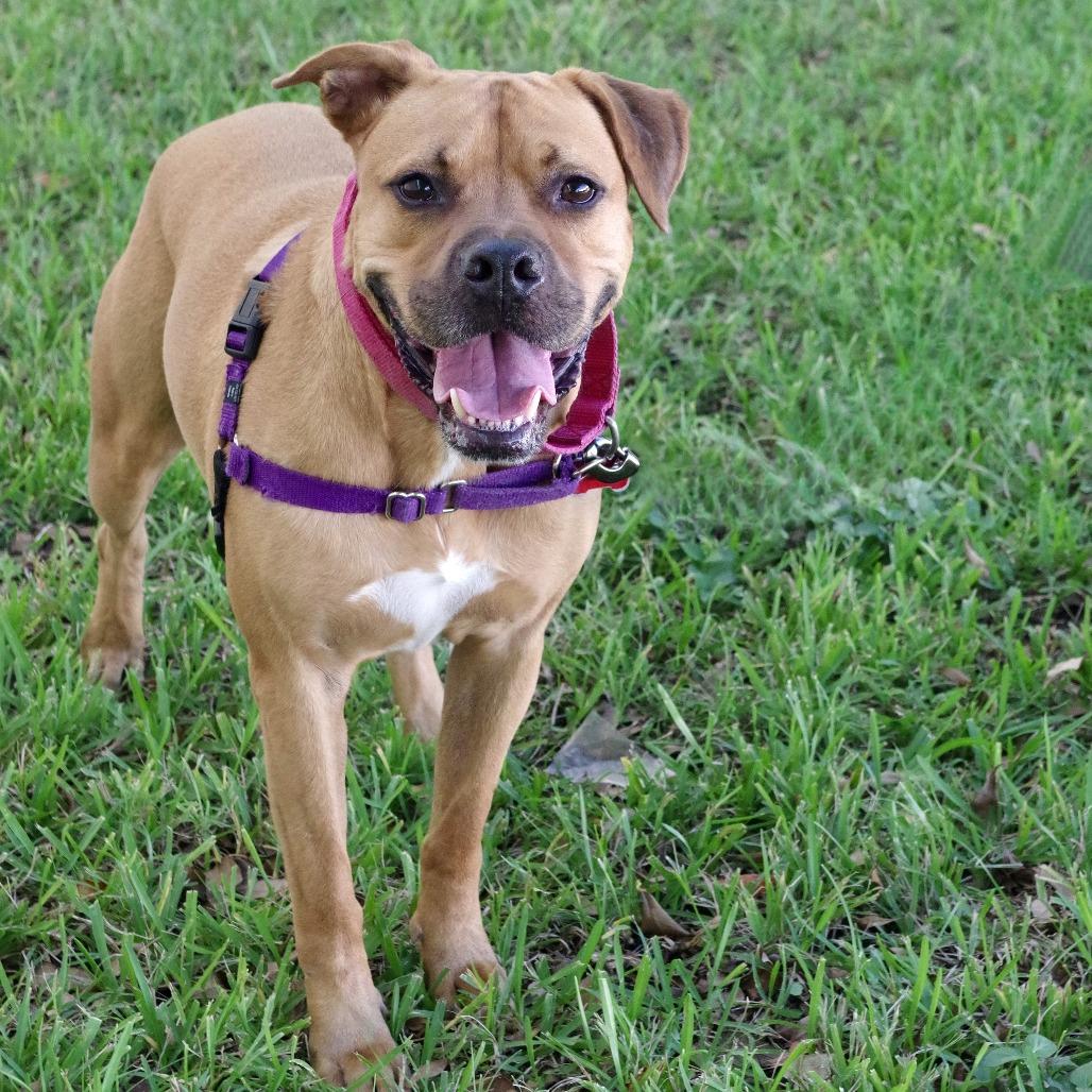 Enlarge Scooby, a Adoptable mixed breed in Miami, FL image 2/5