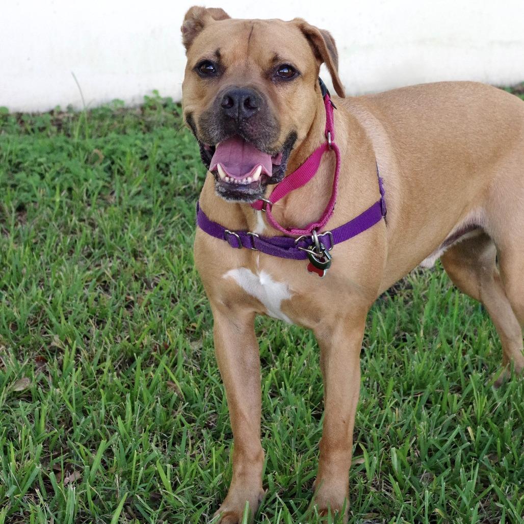 Enlarge Scooby, a Adoptable mixed breed in Miami, FL image 3/5