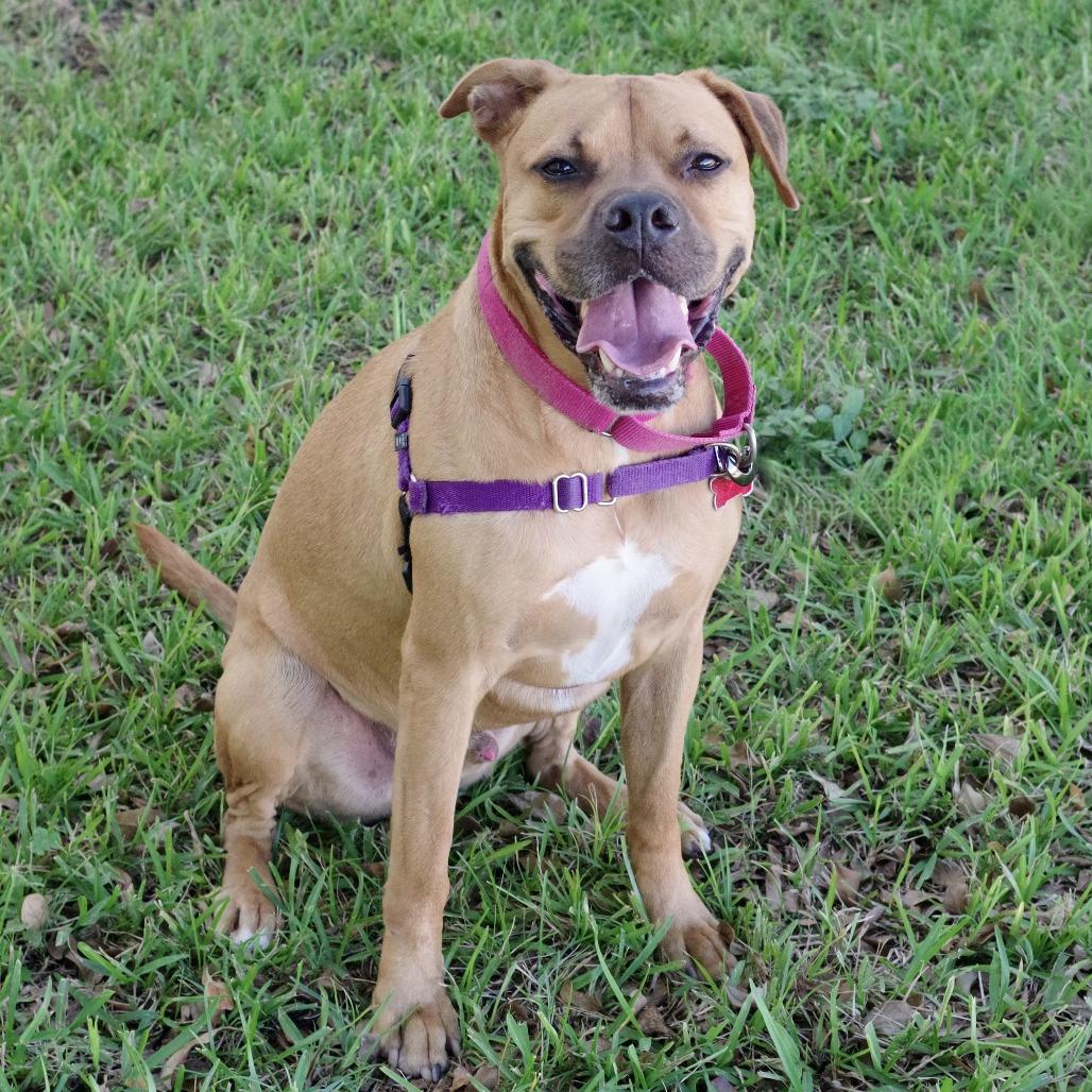 Enlarge Scooby, a Adoptable mixed breed in Miami, FL image 5/5