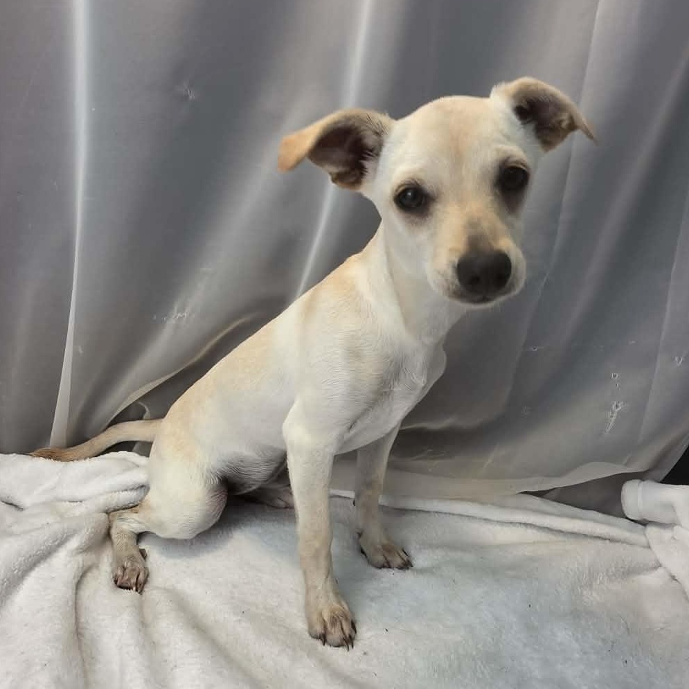 River Girl, an adopted mixed breed in Southfield , MI image 6/6