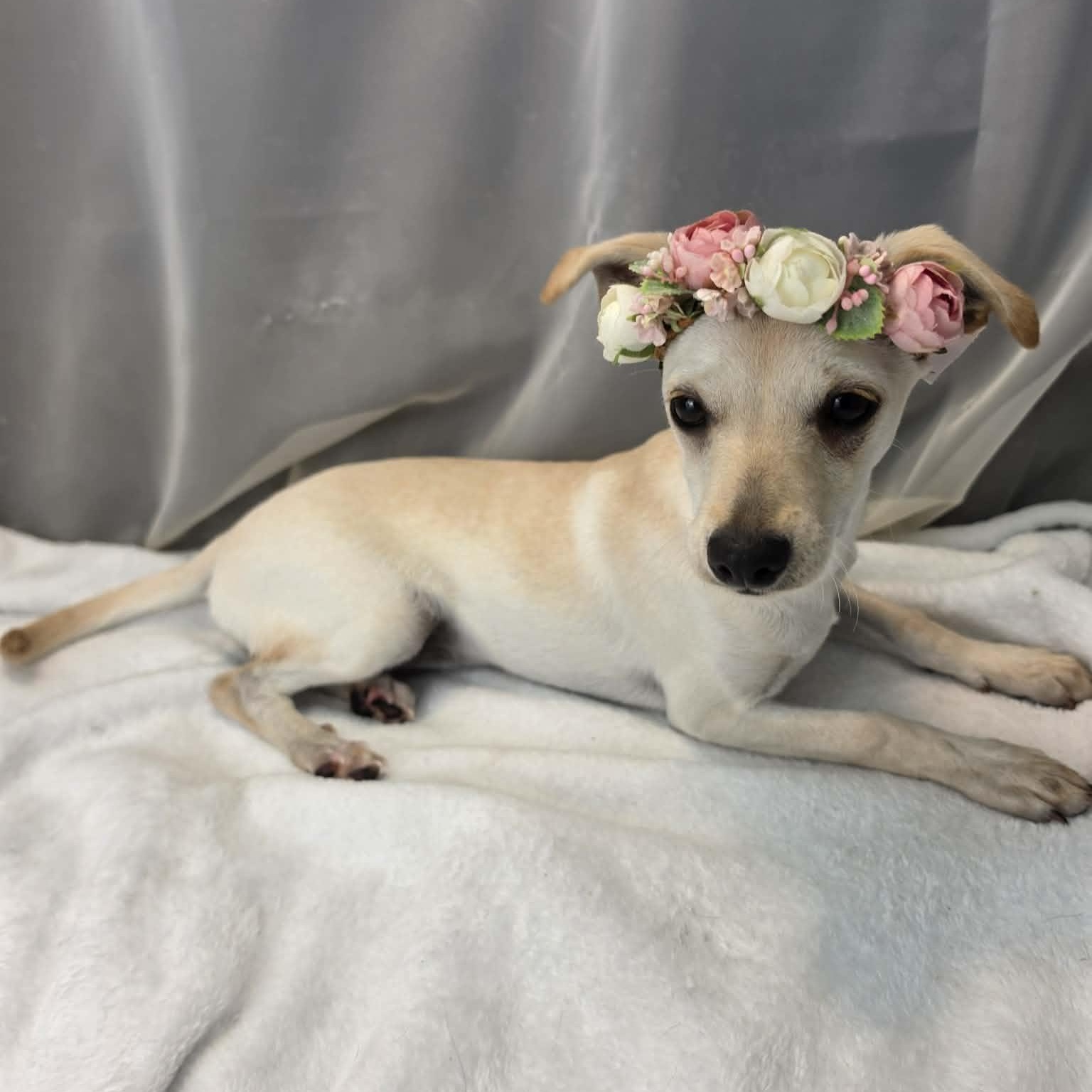 River Girl, an adopted mixed breed in Southfield , MI image 5/6