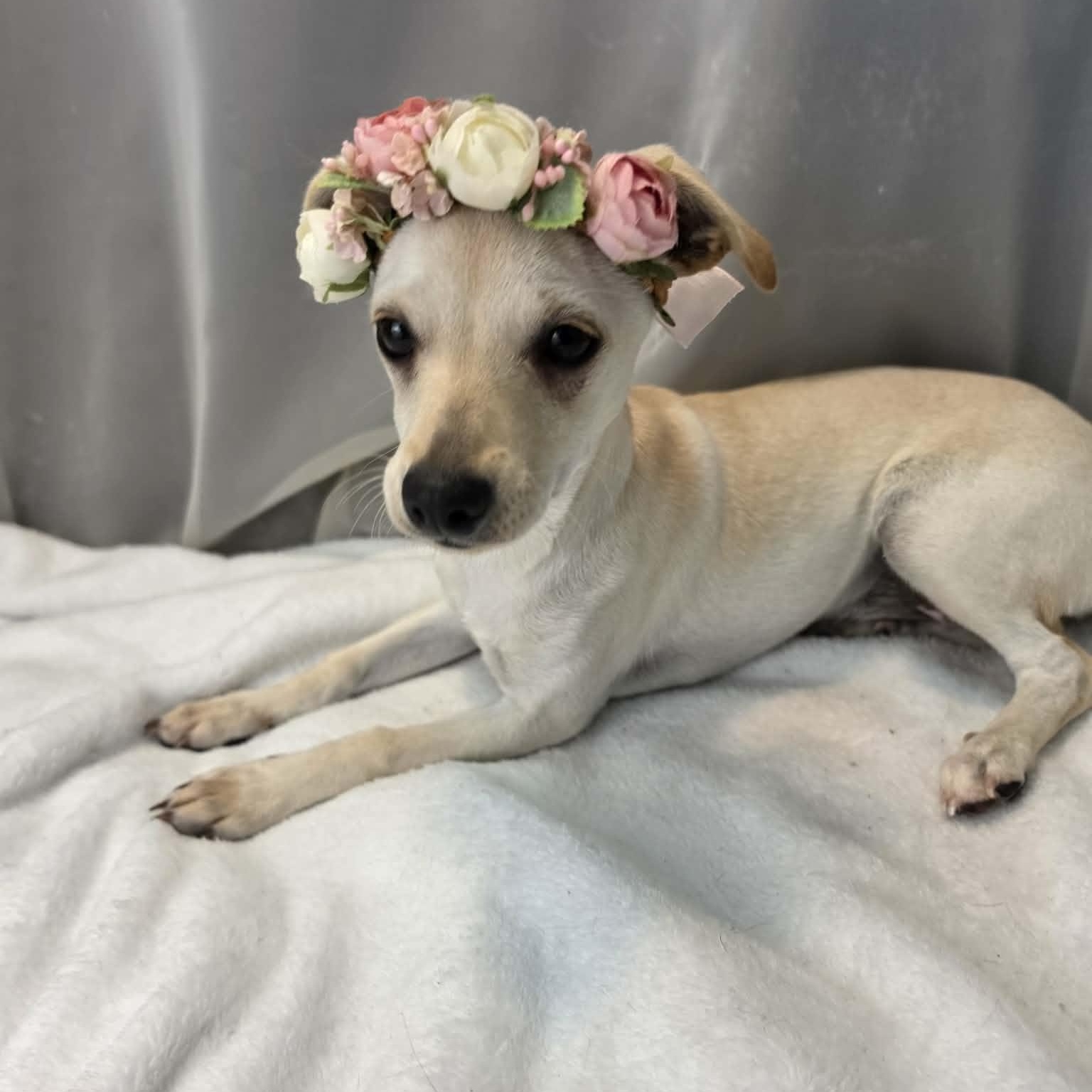 River Girl, adopted, Puppy Female Chihuahua.
