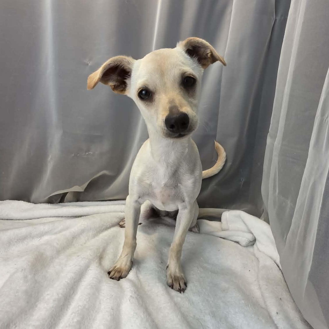 River Girl, an adopted mixed breed in Southfield , MI image 4/6