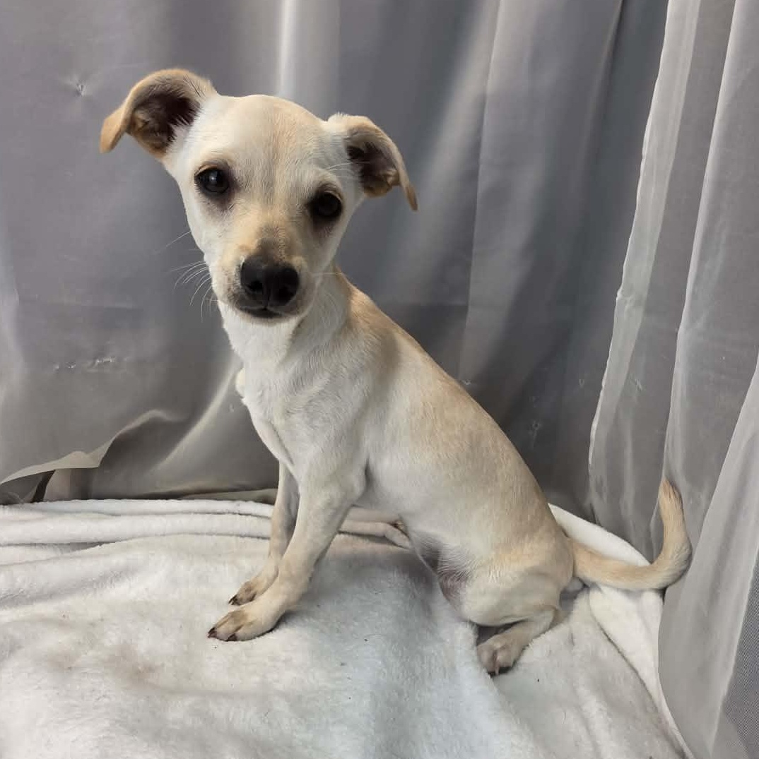 River Girl, an adopted mixed breed in Southfield , MI image 3/6
