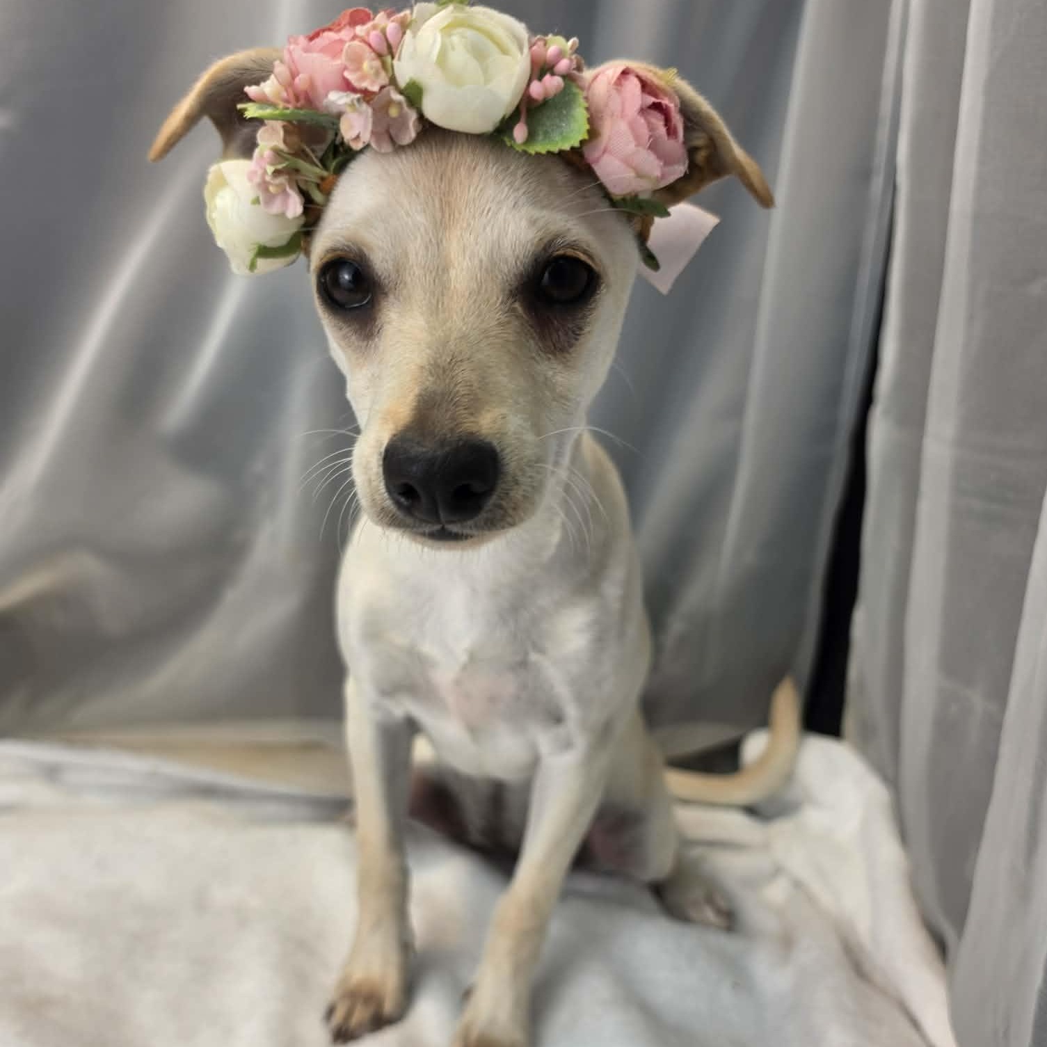 River Girl, an adopted mixed breed in Southfield , MI image 2/6