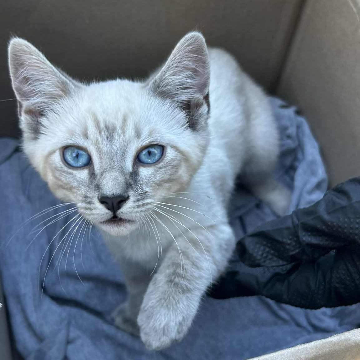Sweet Lynxpoint Cutie