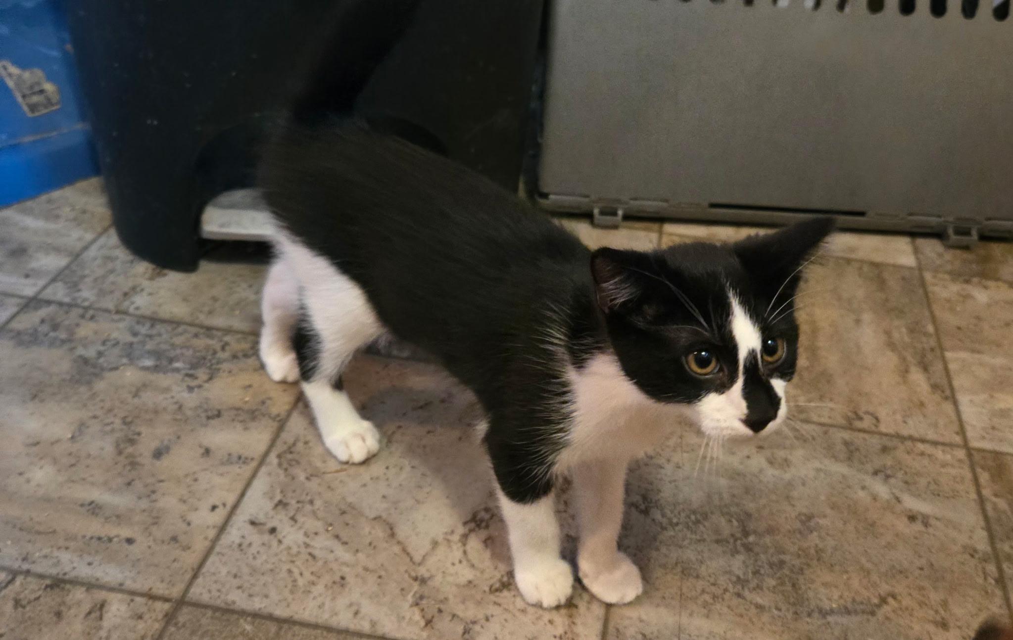 Blossom, Adoptable, Kitten Female Tuxedo.