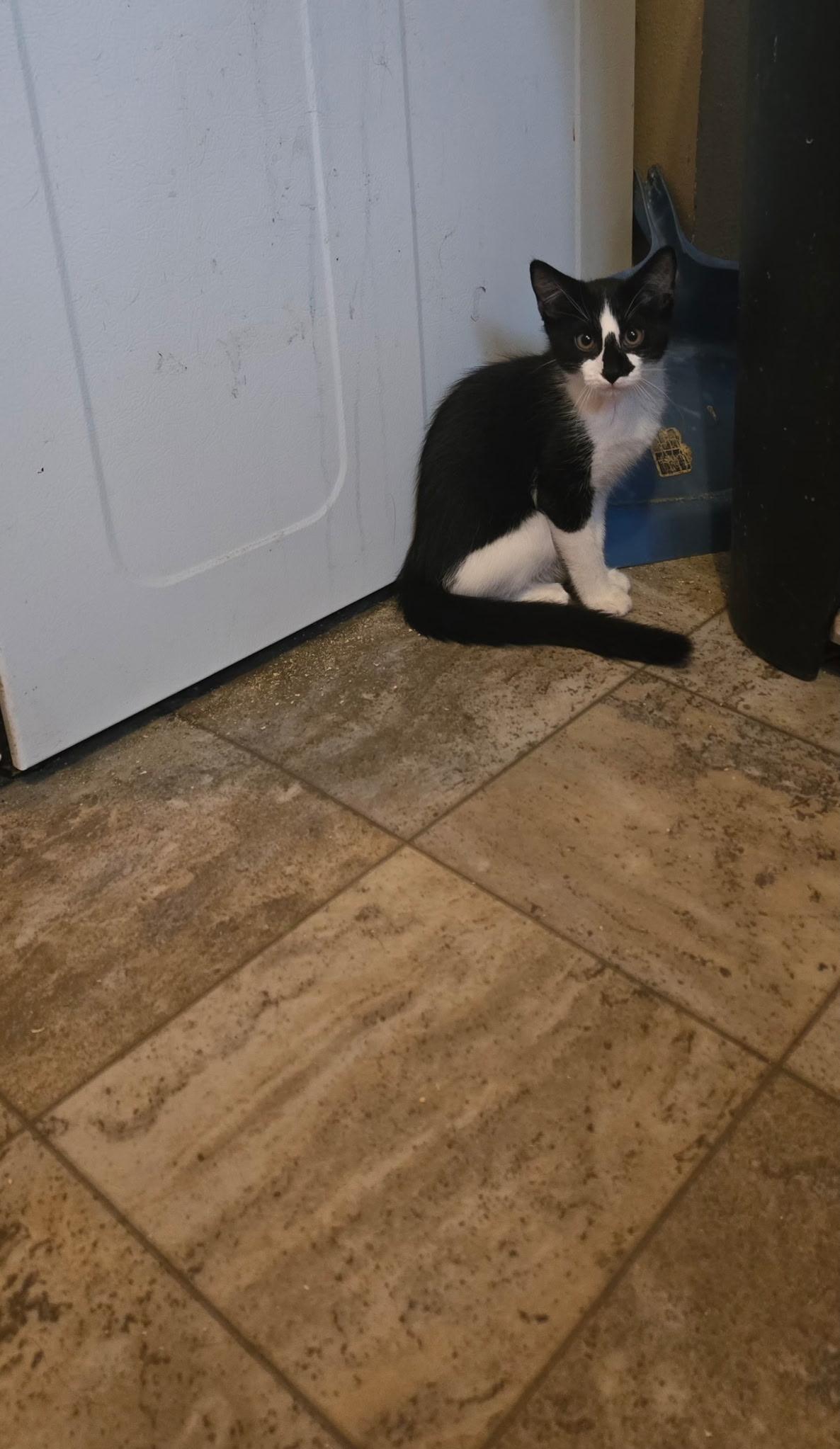 Enlarge Blossom, a Adoptable Tuxedo in Pocatello, ID image 2/3