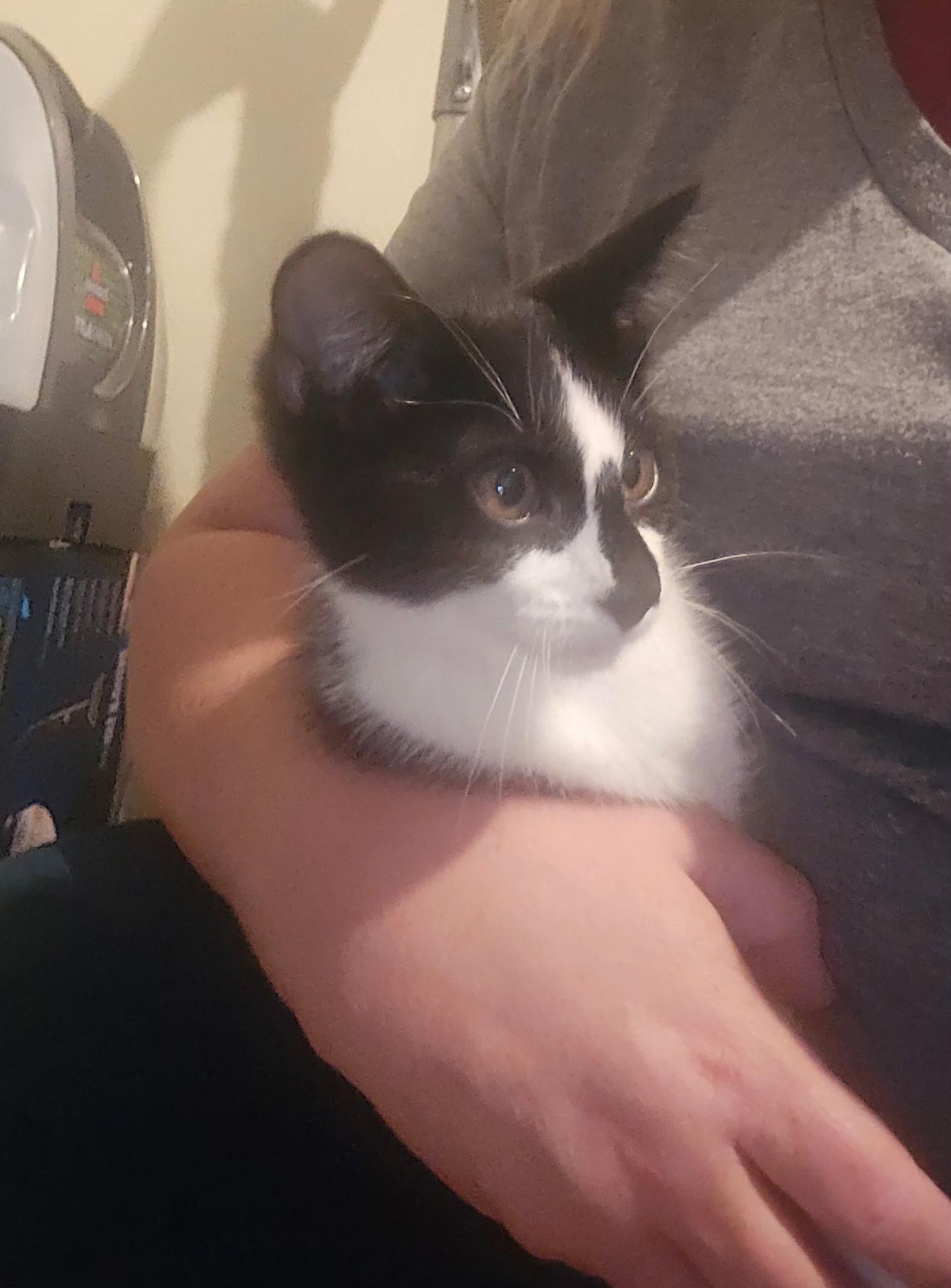 Enlarge Blossom, a Adoptable Tuxedo in Pocatello, ID image 3/3