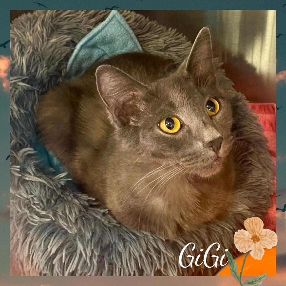 GiGi, a Adoptable mixed breed in Southbury, CT image 1/4