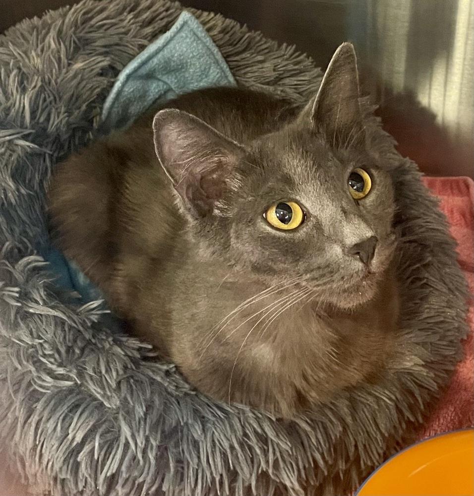 GiGi, Adoptable, Young Female Domestic Medium Hair.