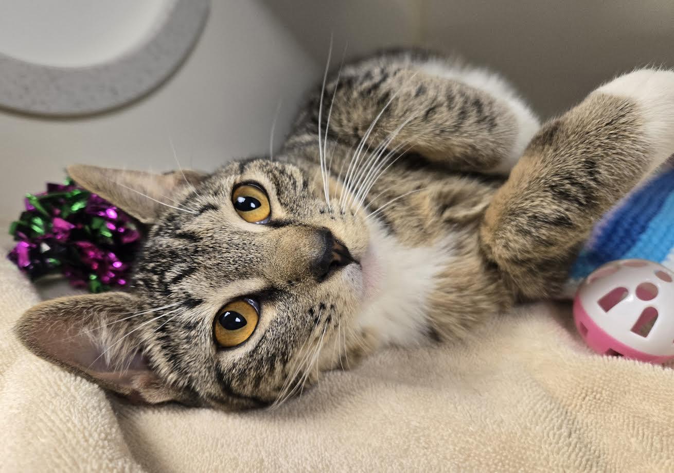 Aubergine, adoptable, Young Female Domestic Short Hair.