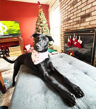 Enlarge BAXTER, a ADOPTABLE mixed breed in Castro Valley, CA image 4/4