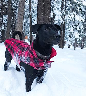 Enlarge BAXTER, a ADOPTABLE mixed breed in Castro Valley, CA image 2/4