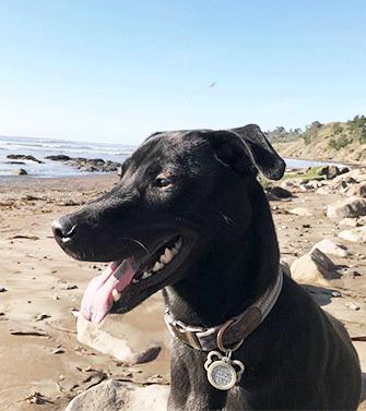 Enlarge BAXTER, a ADOPTABLE mixed breed in Castro Valley, CA image 3/4