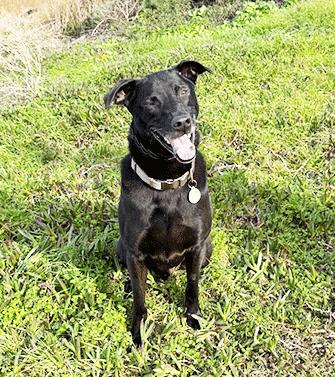 Enlarge BAXTER, a ADOPTABLE mixed breed in Castro Valley, CA image 1/4