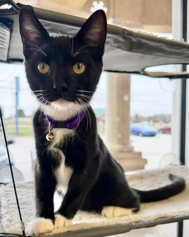 Tito, ADOPTABLE, Young Male Domestic Short Hair.