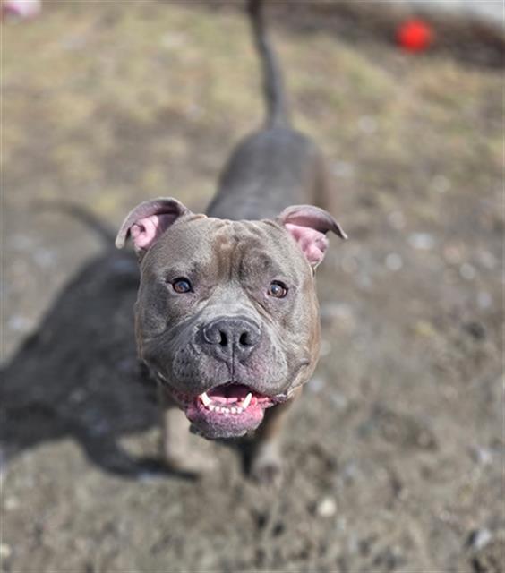 CHRISTIAN, Adoptable, Adult Male American Bulldog & Mastiff.