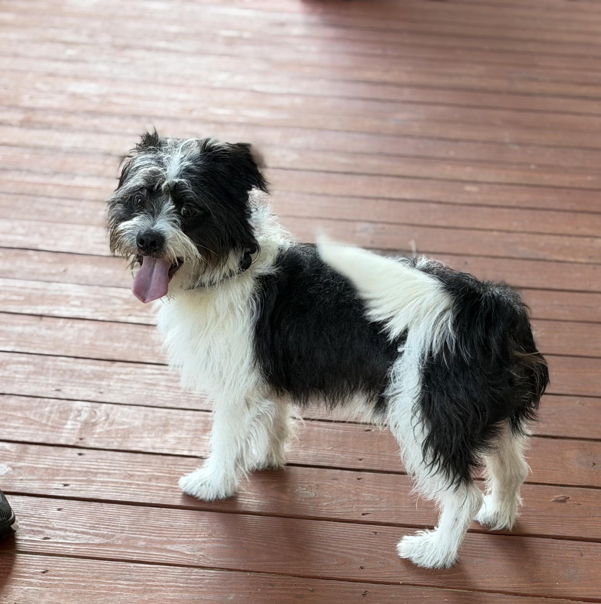 Enlarge Tidus, a Adopted mixed breed in Slidell, LA image 3/3