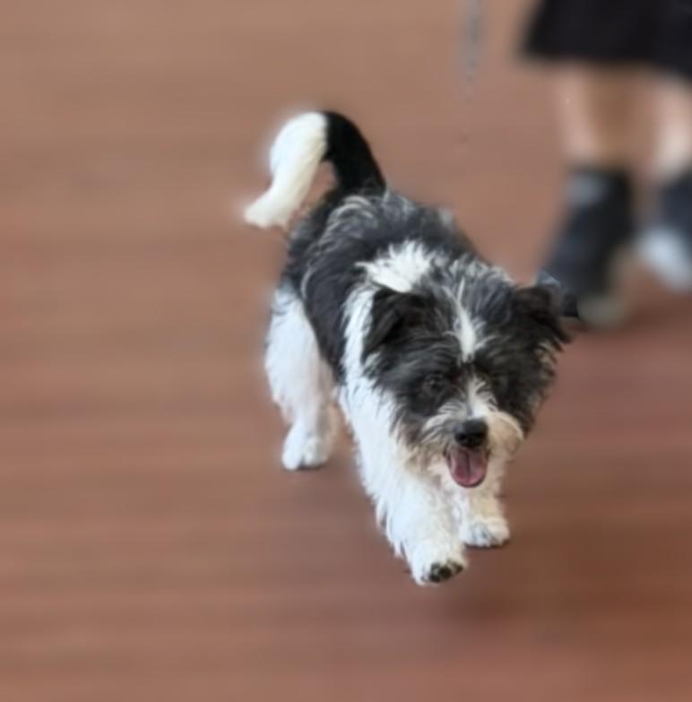 Enlarge Tidus, a Adopted mixed breed in Slidell, LA image 2/3
