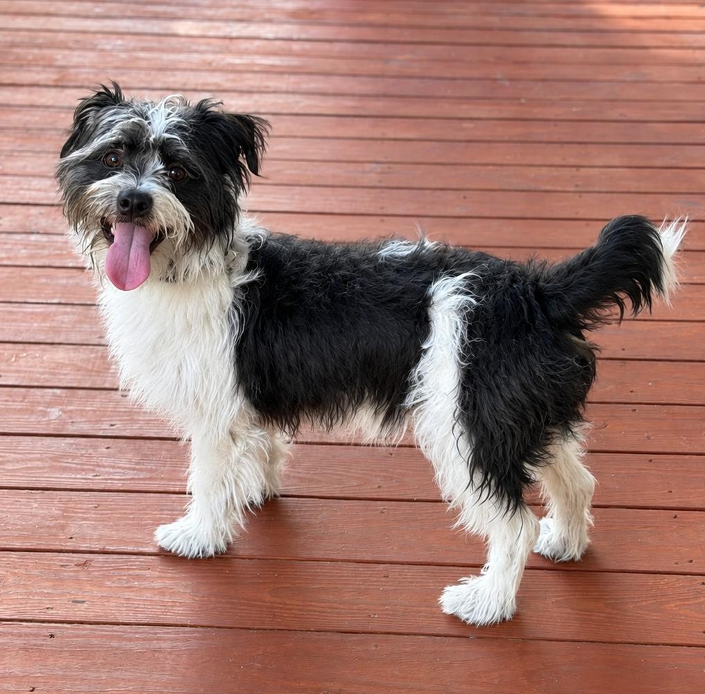 Tidus, Adopted, Adult Male Lhasa Apso.