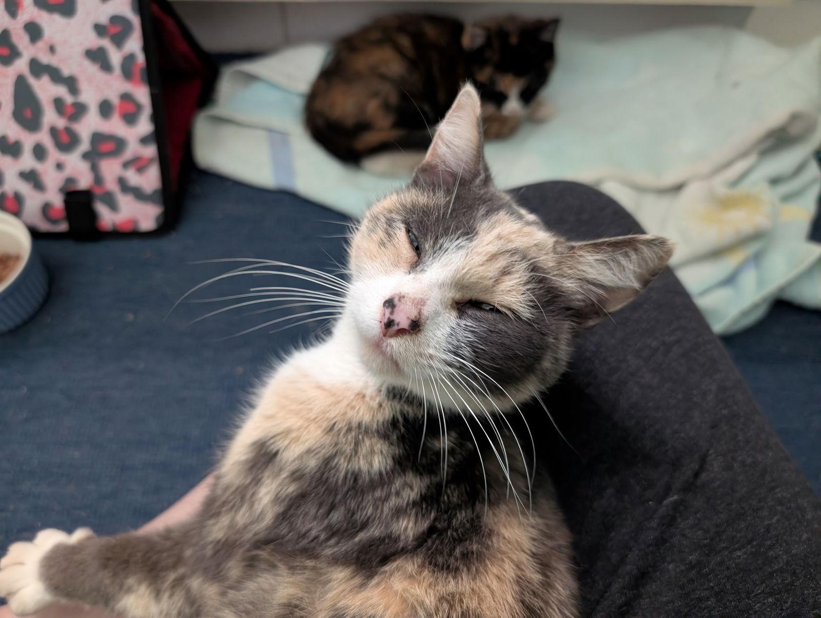 Tarte Tatin thumbnail 2