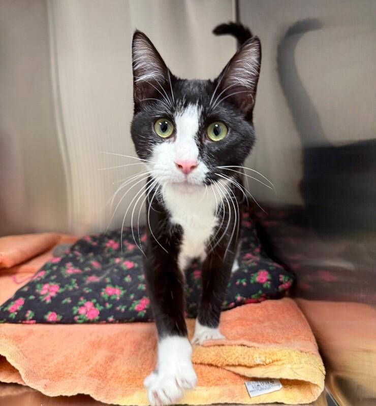 Enlarge Belly, a Adoptable Domestic Short Hair in Yankton, SD image 1/4