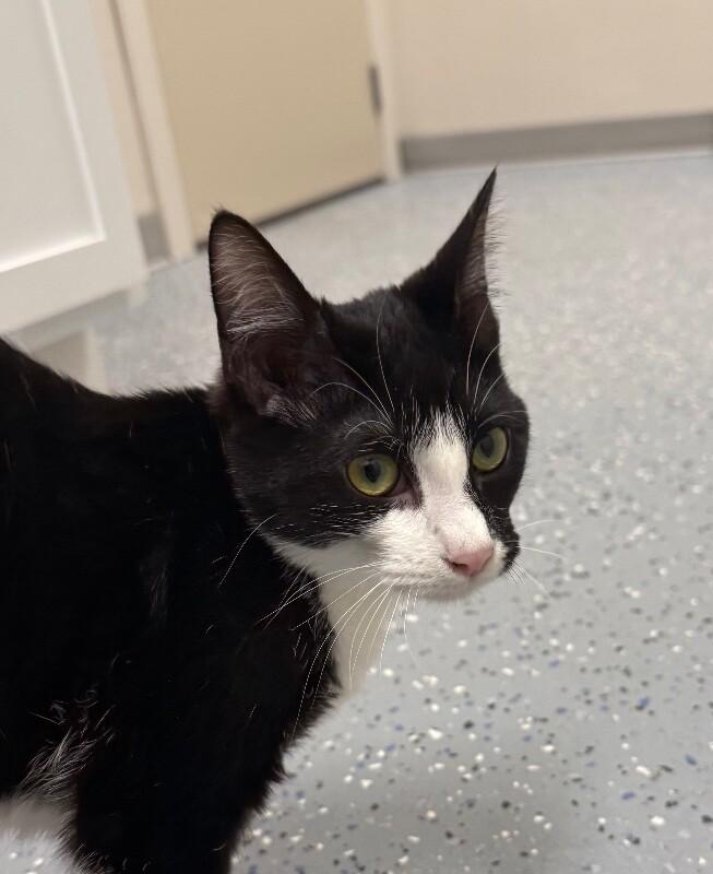 Enlarge Belly, a Adoptable Domestic Short Hair in Yankton, SD image 2/4