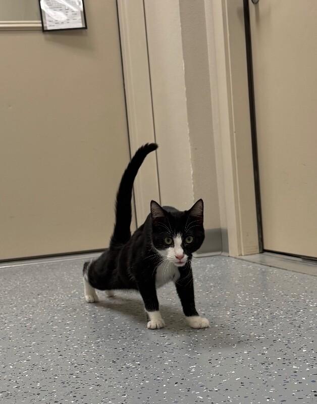 Enlarge Belly, a Adoptable Domestic Short Hair in Yankton, SD image 3/4