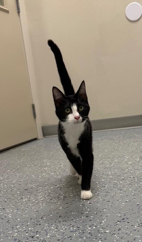 Enlarge Belly, a Adoptable Domestic Short Hair in Yankton, SD image 4/4