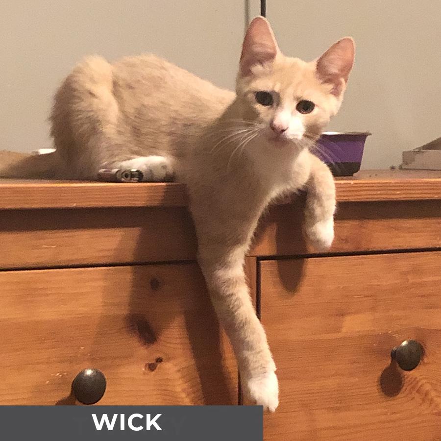 Wick, Adoptable, Kitten Male Domestic Short Hair.