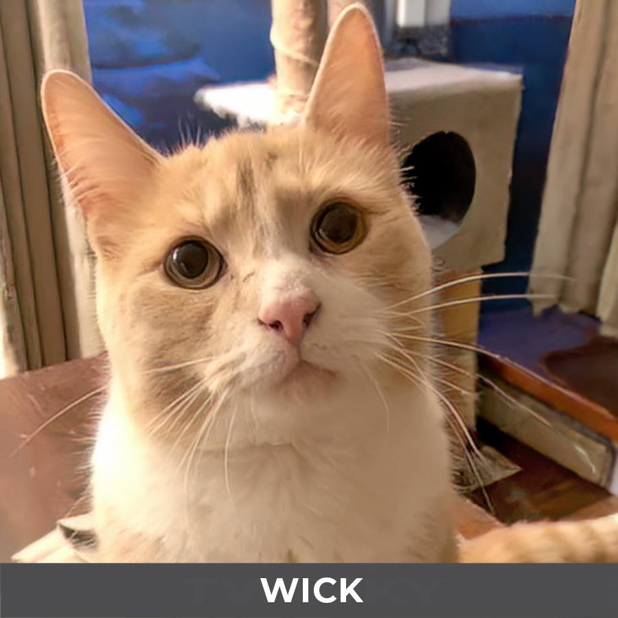 Enlarge Wick, a Adoptable Domestic Short Hair in Etobicoke, ON image 1/3