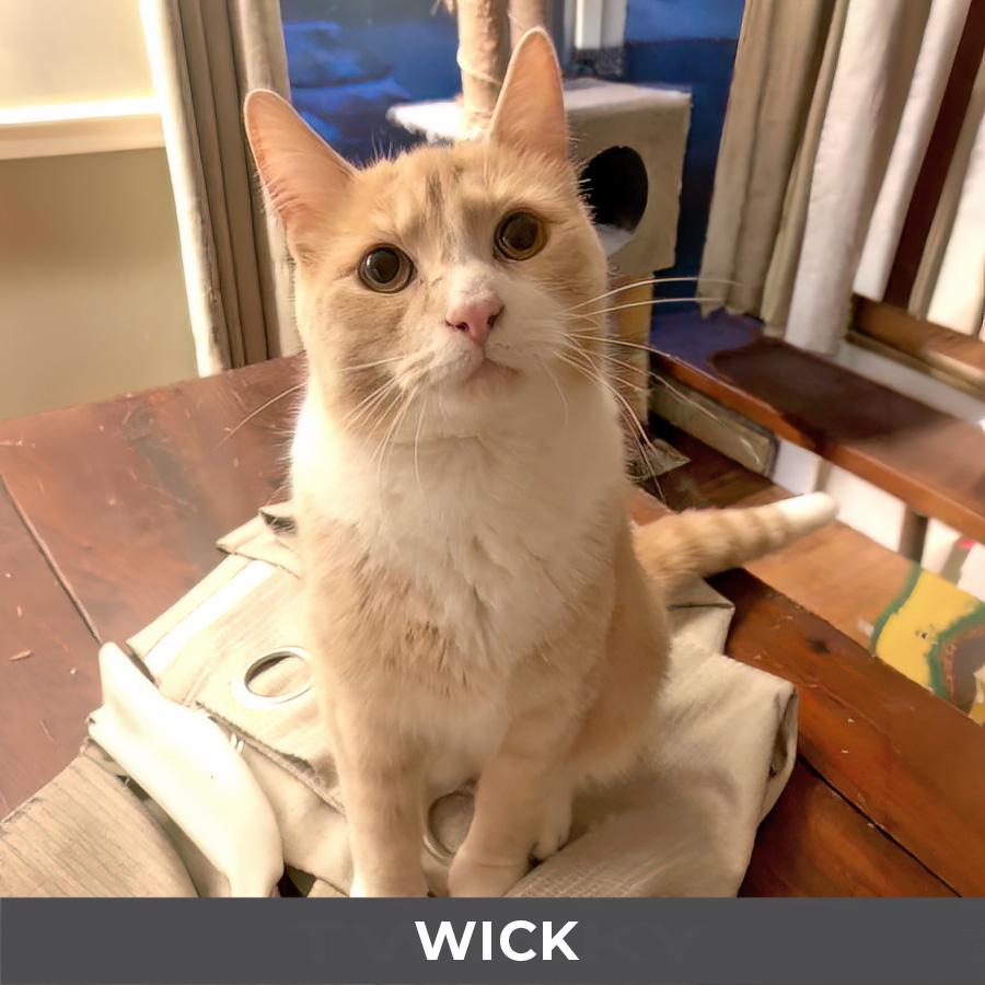 Enlarge Wick, a Adoptable Domestic Short Hair in Etobicoke, ON image 3/3