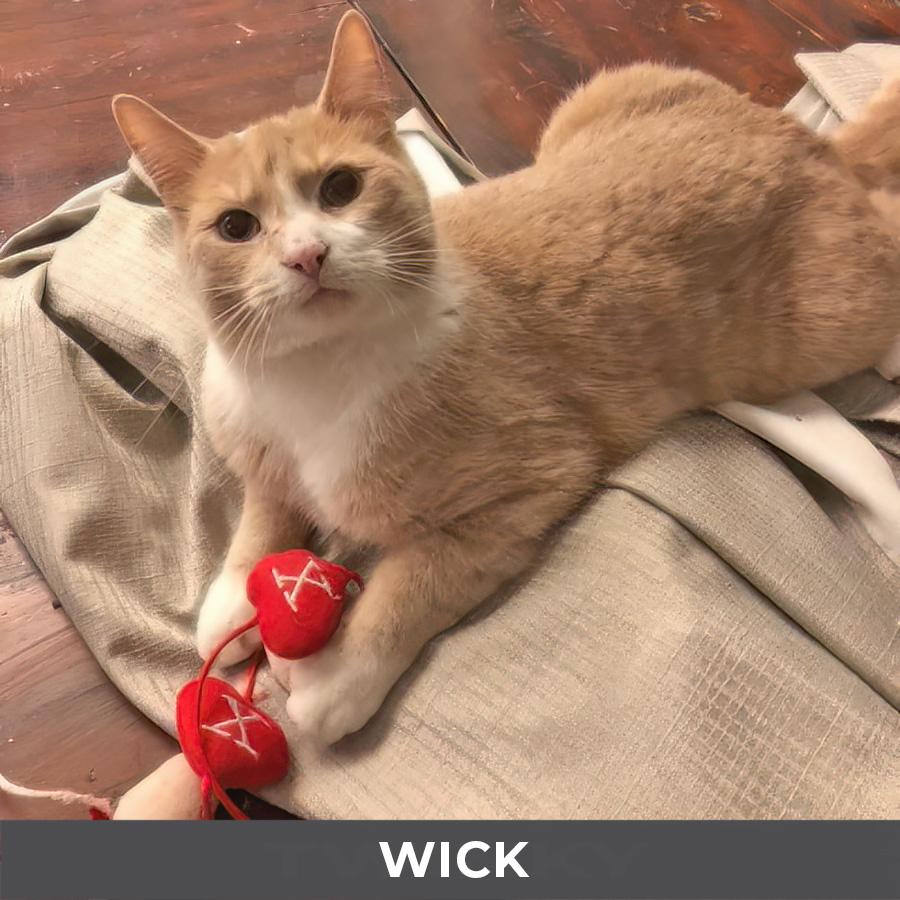 Enlarge Wick, a Adoptable Domestic Short Hair in Etobicoke, ON image 2/3