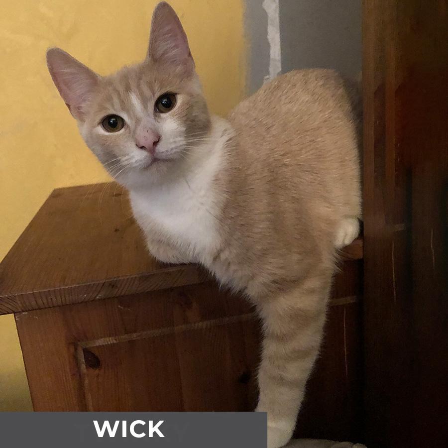 Enlarge Wick, a Adoptable Domestic Short Hair in Etobicoke, ON image 2/2