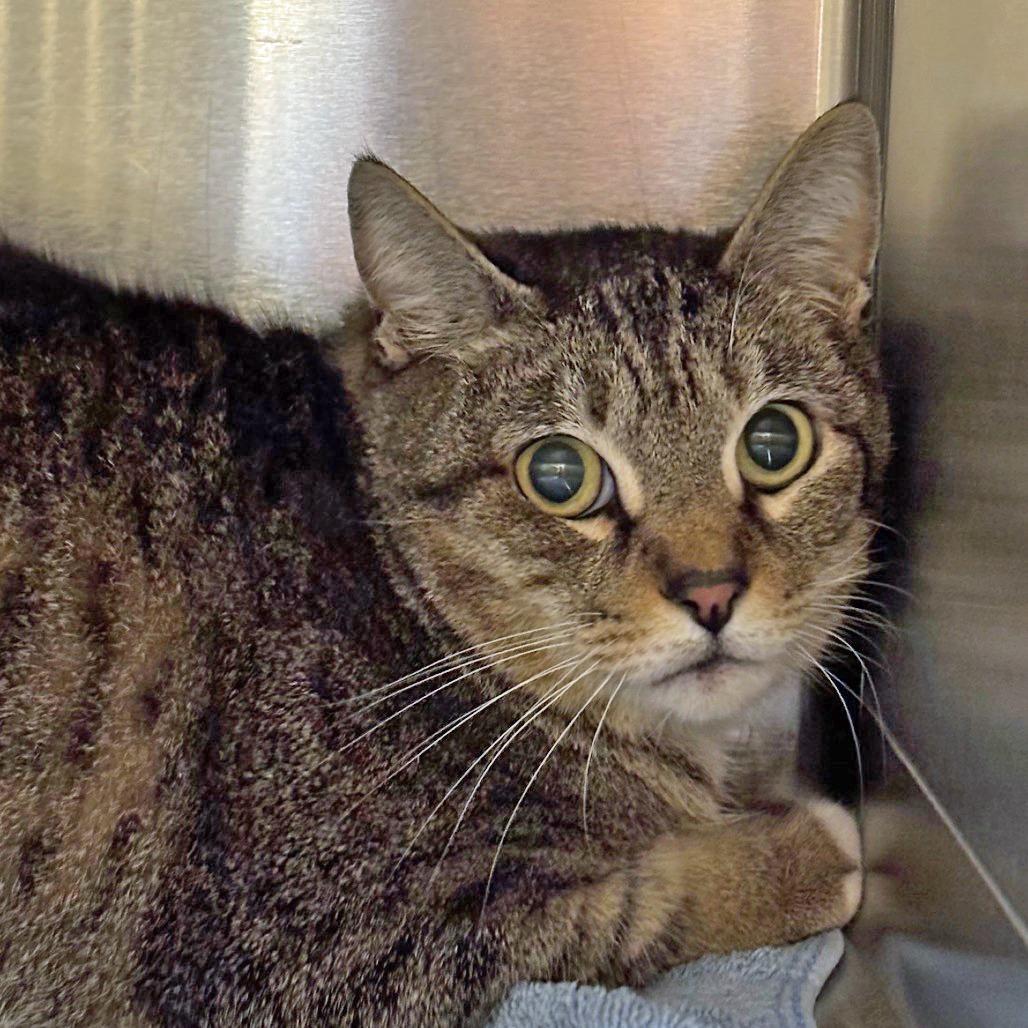 Gale, Adoptable, Adult Female Domestic Short Hair.