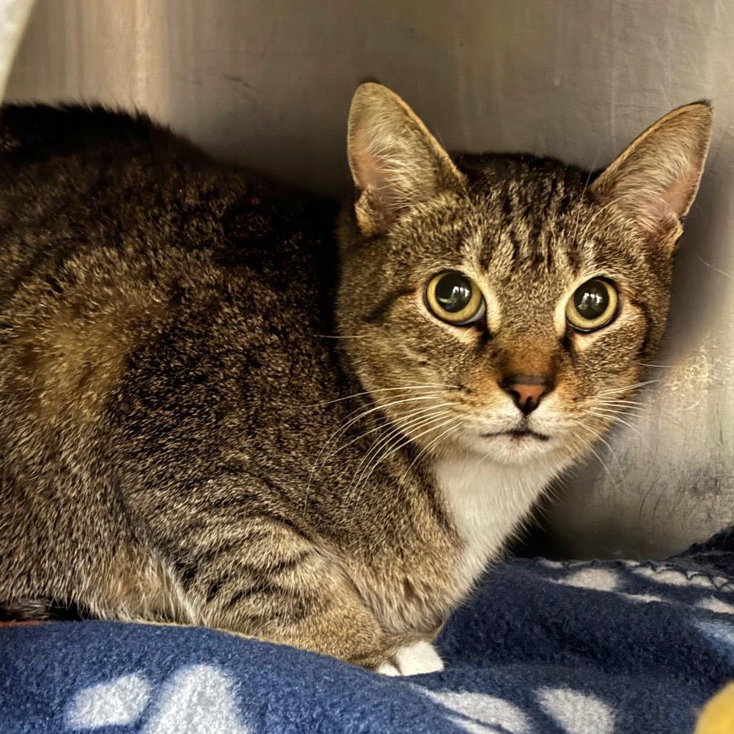 Gale, a Adoptable Domestic Short Hair in Springfield, MA image 2/2