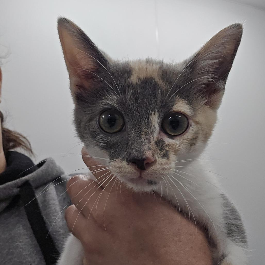 Paisley, Adoptable, Kitten Female Domestic Short Hair.