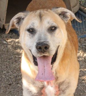 Luke, an adoptable Labrador Retriever in Savannah, MO_image-1
