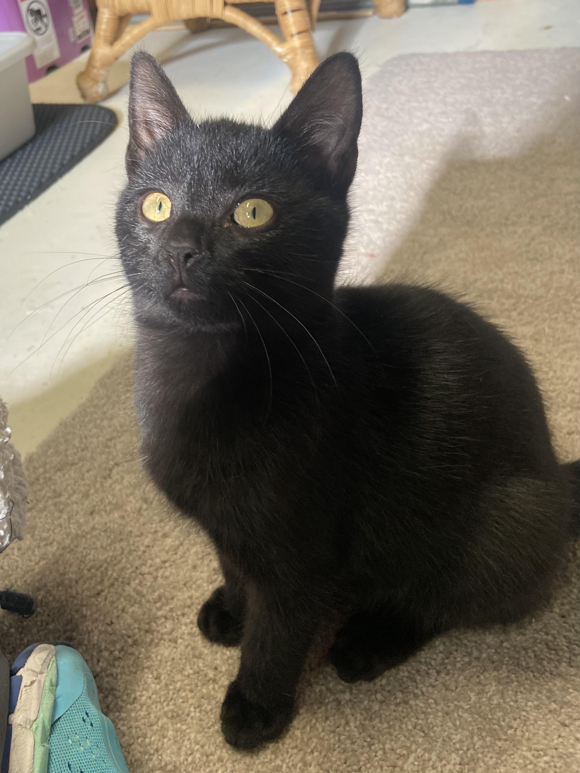 Enlarge Ash, a Adoptable Domestic Short Hair in Greenwood, IN image 1/3