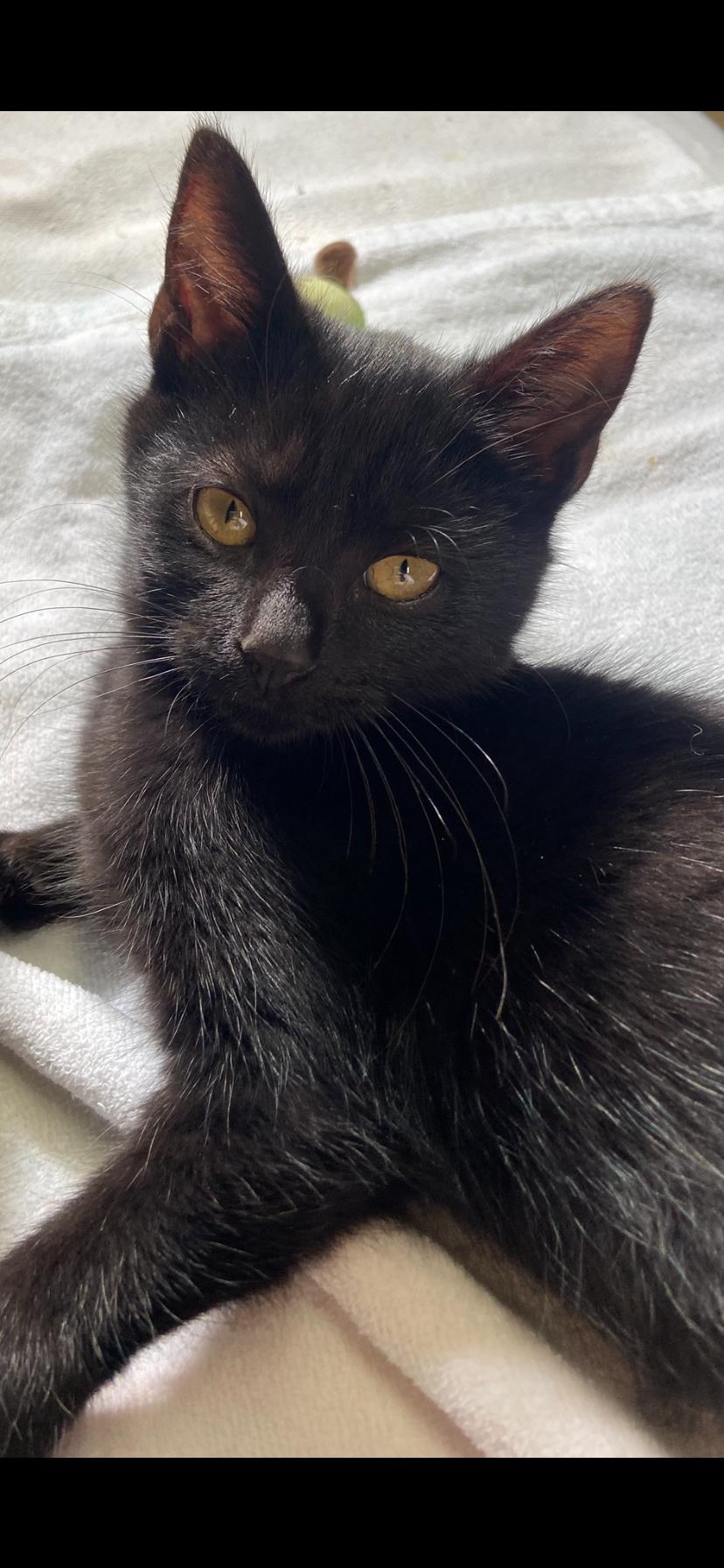 Enlarge Ash, a Adoptable Domestic Short Hair in Greenwood, IN image 2/3