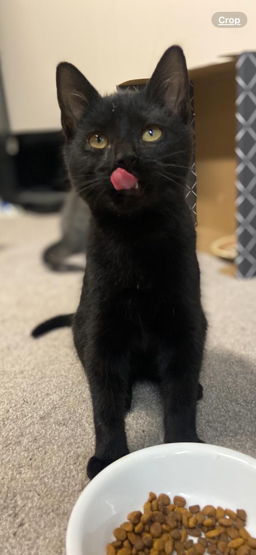 Enlarge Ash, a Adoptable Domestic Short Hair in Greenwood, IN image 3/3