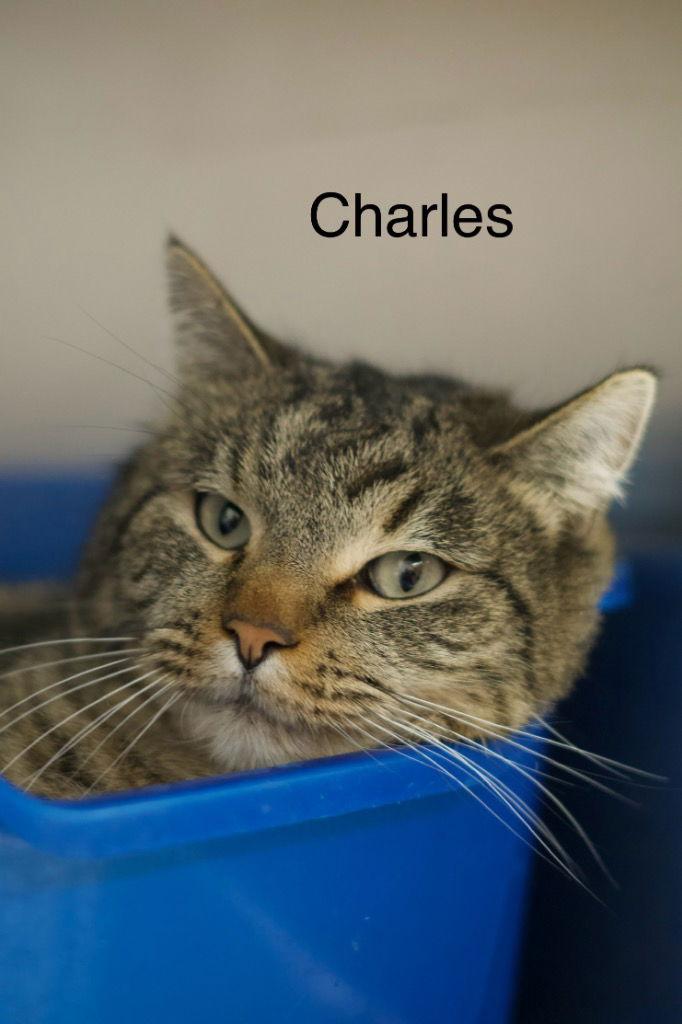 Charles, Adoptable, Adult Male Domestic Short Hair.
