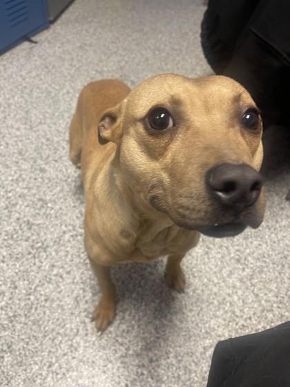 Enlarge Chewbarka, an adoptable Mixed Breed in Blue Springs, MO image 3/4