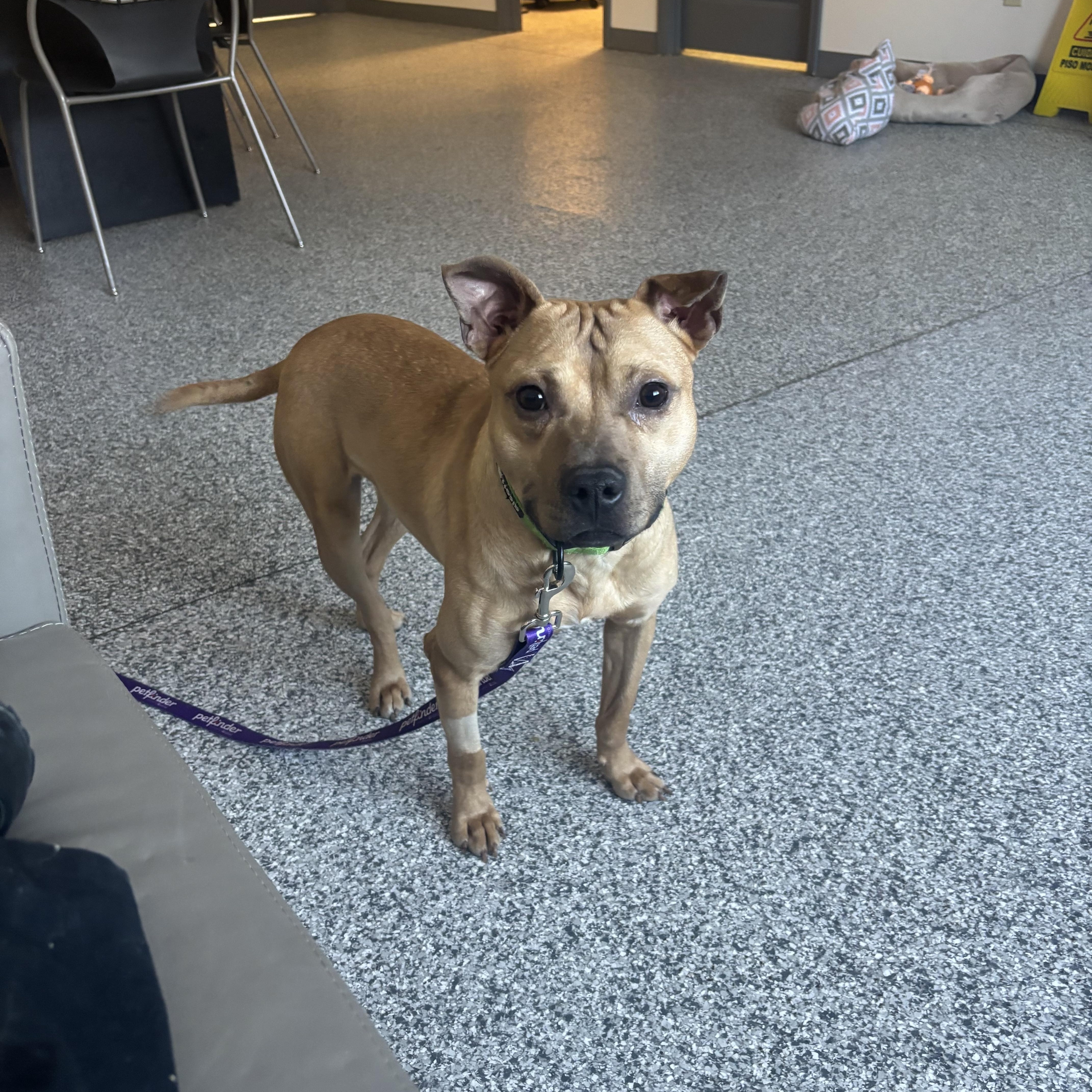 Enlarge Chewbarka, an adoptable Mixed Breed in Blue Springs, MO image 4/4