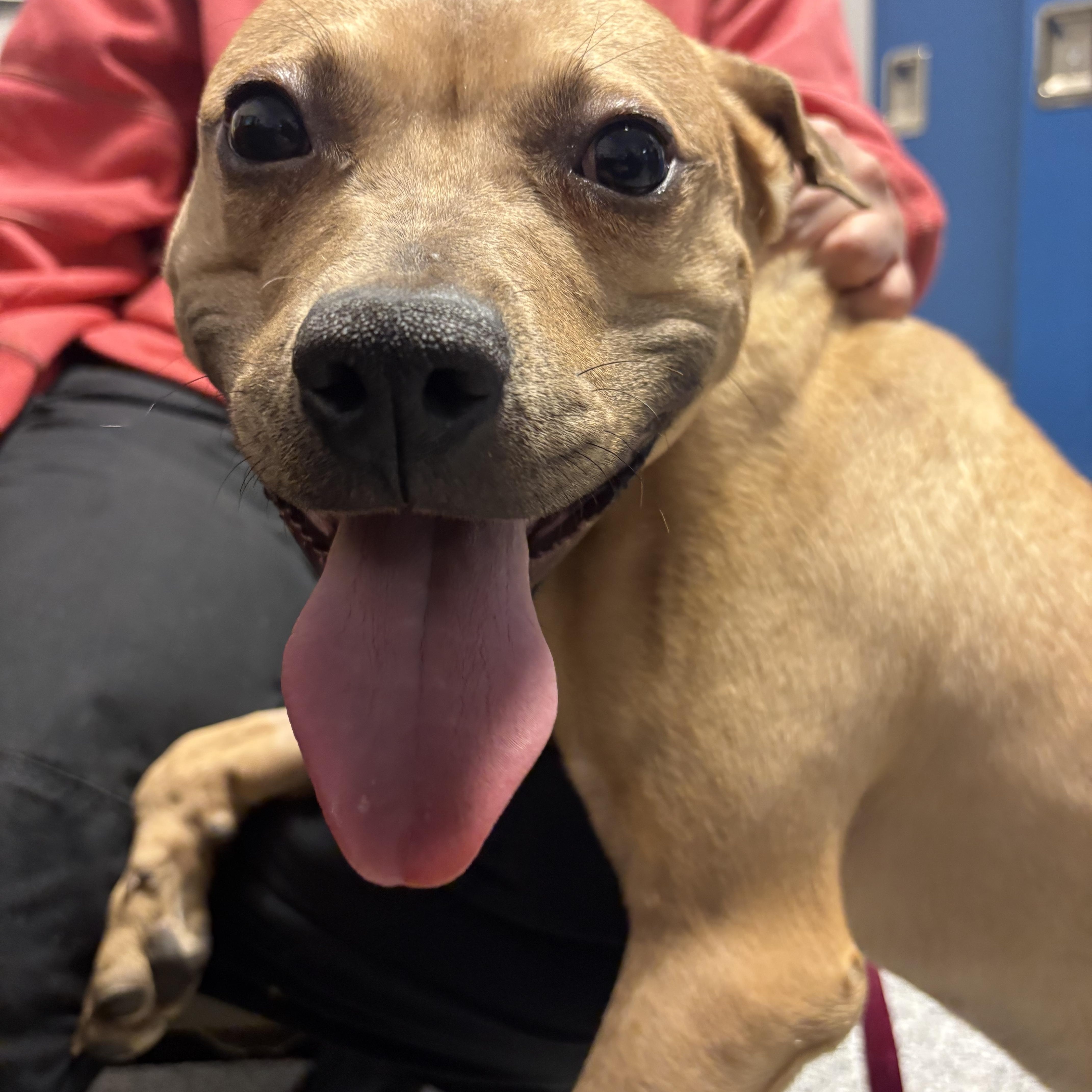 Enlarge Chewbarka, an adoptable Mixed Breed in Blue Springs, MO image 2/4