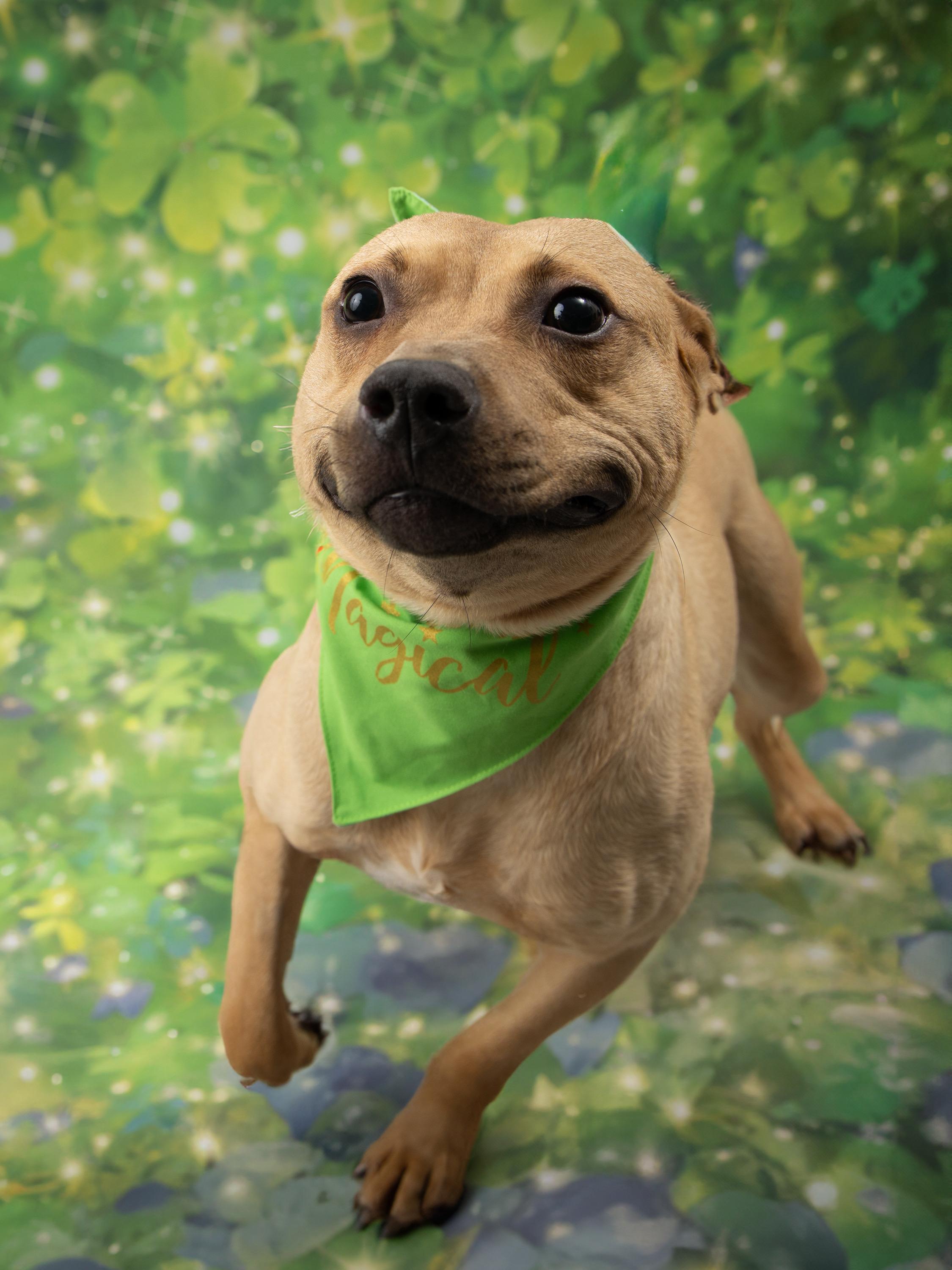 Chewbarka, adoptable, Young Male Mixed Breed.